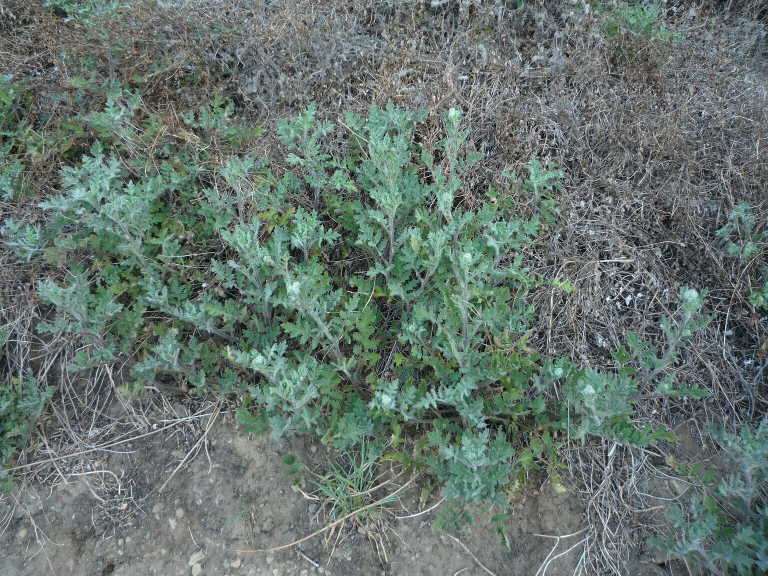 High Resolution Phacelia ramosissima Plant